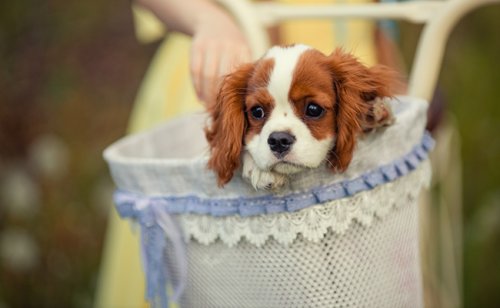 10 objets faciles et pas chers à fabriquer soi-même pour nos chiens : le DIY est à la mode !