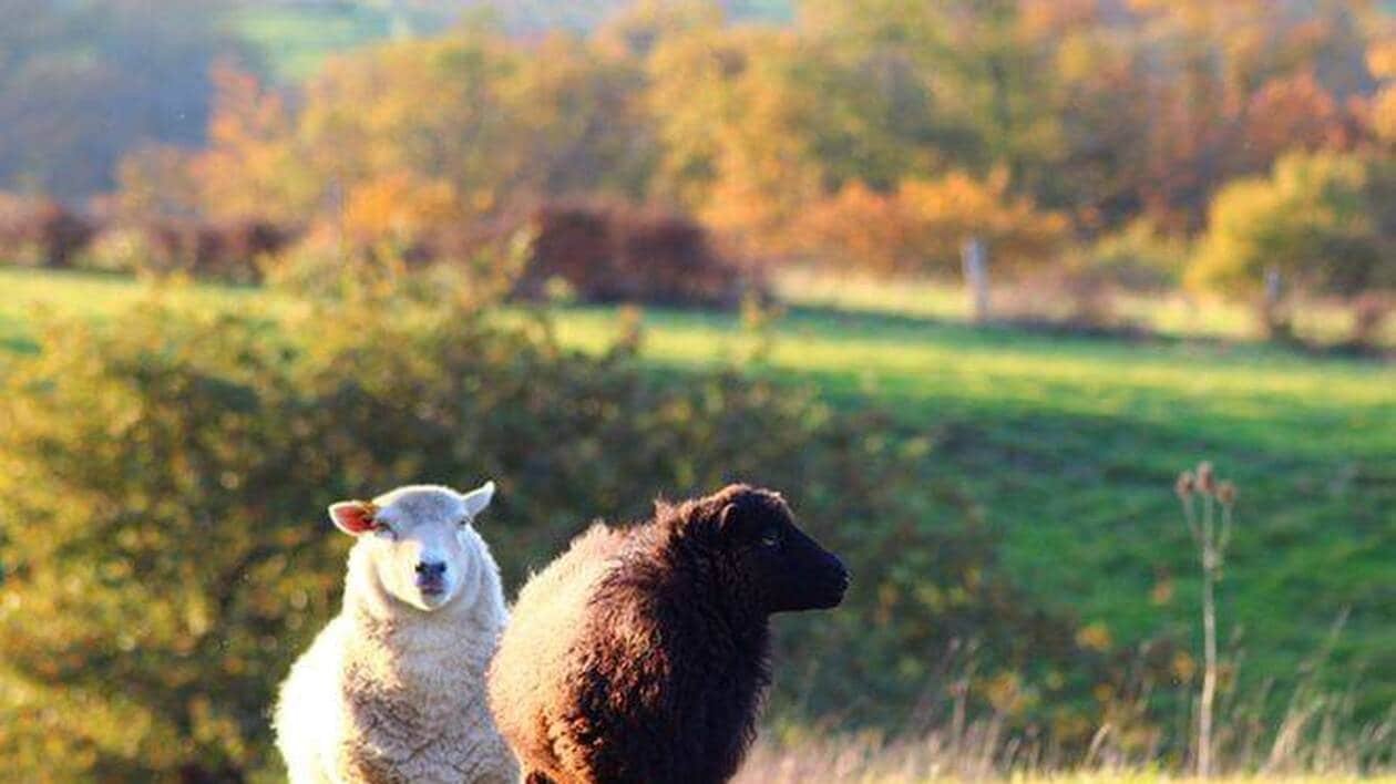 Les moutons bientôt tondus avant les grosses chaleurs dans le vignoble nantais