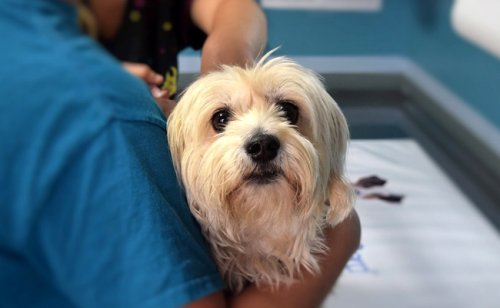 Assurance chien, mutuelle pour chien : conseils, tarif et devis