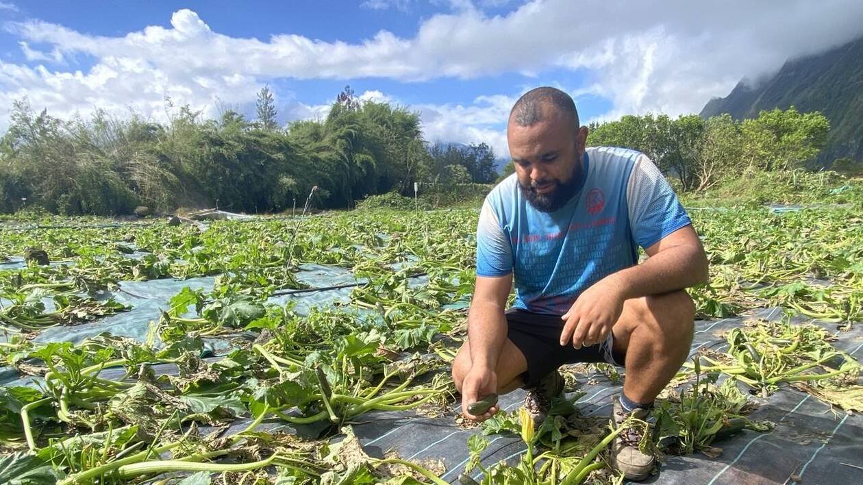 REPORTAGE. Cyclone Garance : les agriculteurs racontent la « calamité » des récoltes perdues
