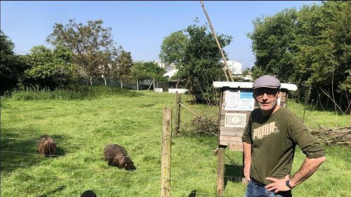 « C’est une claque de fraîcheur » : la friche du Champ des possibles, une oasis de nature à Rezé