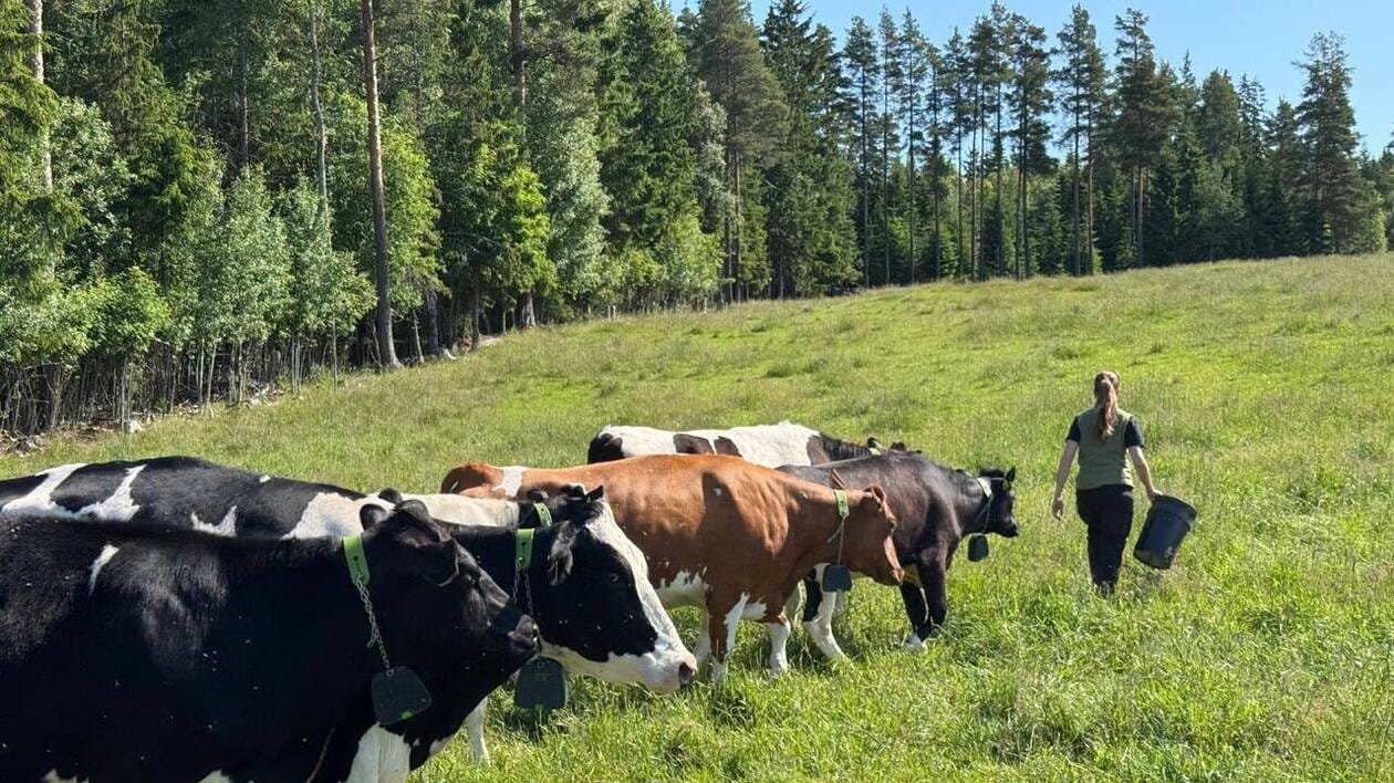 Ces éleveurs ont opté pour des barrières virtuelles et se passent de clôtures pour leurs bêtes