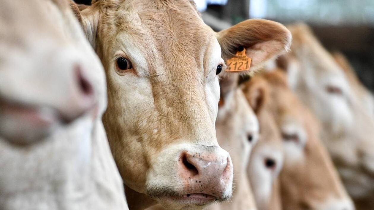 Dix-sept cadavres de bovins découverts dans une ferme de l’Orne : le cheptel d’un éleveur saisi