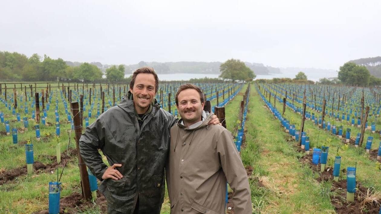 Amis d’enfance, ils ont créé un vignoble au bord du golfe du Morbihan