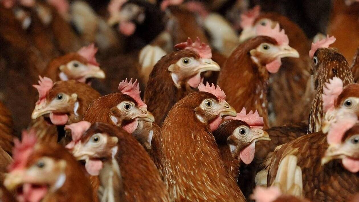 Influenza aviaire hautement pathogène : des mesures de prévention renforcées dans le Calvados
