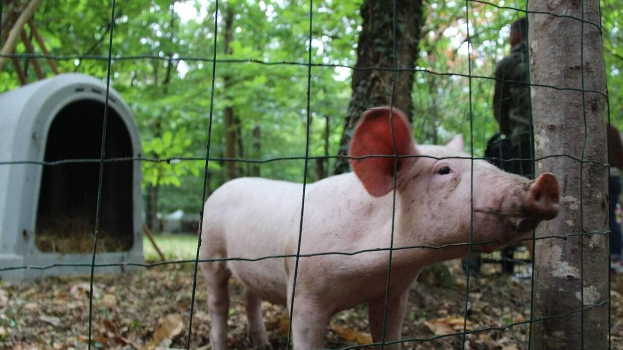 EN IMAGES. « Grande fête de la ruralité », le comice agricole bat son plein près de La Flèche