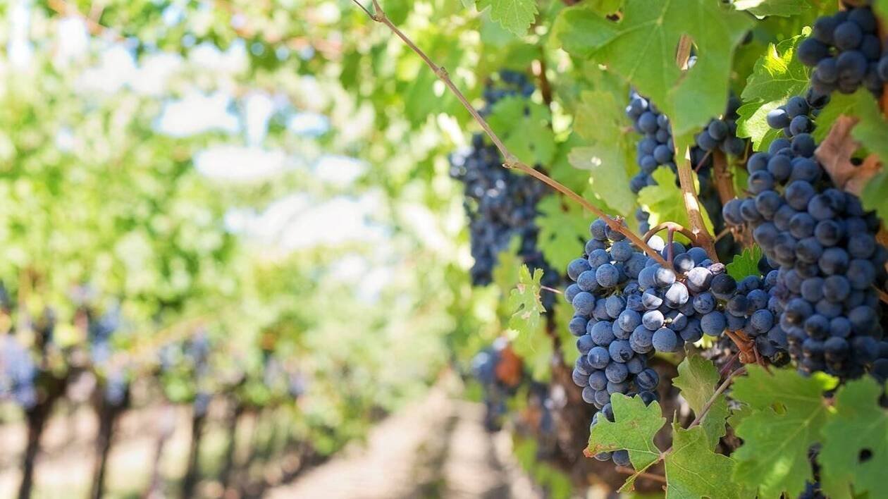 600 pieds coupés au sécateur électrique : un vigneron découvre son exploitation saccagée