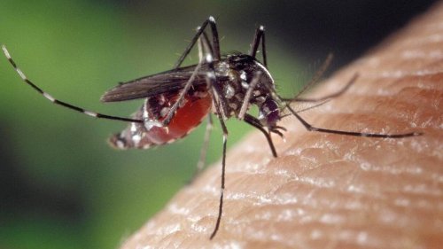 Deux cas autochtones de dengue détectés à Toulouse, une opération de démoustication prévue