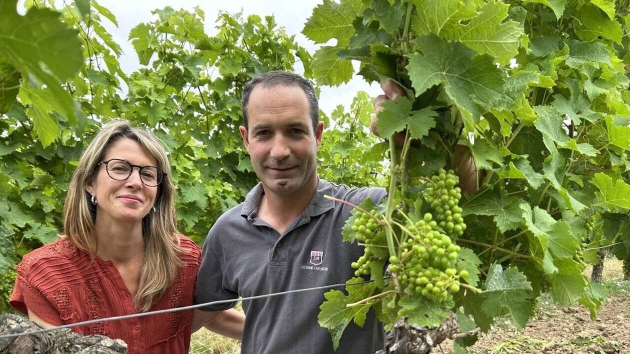 « Même à 40 °C, ce ne sera pas un souci » : pourquoi la canicule devrait bonifier la vigne