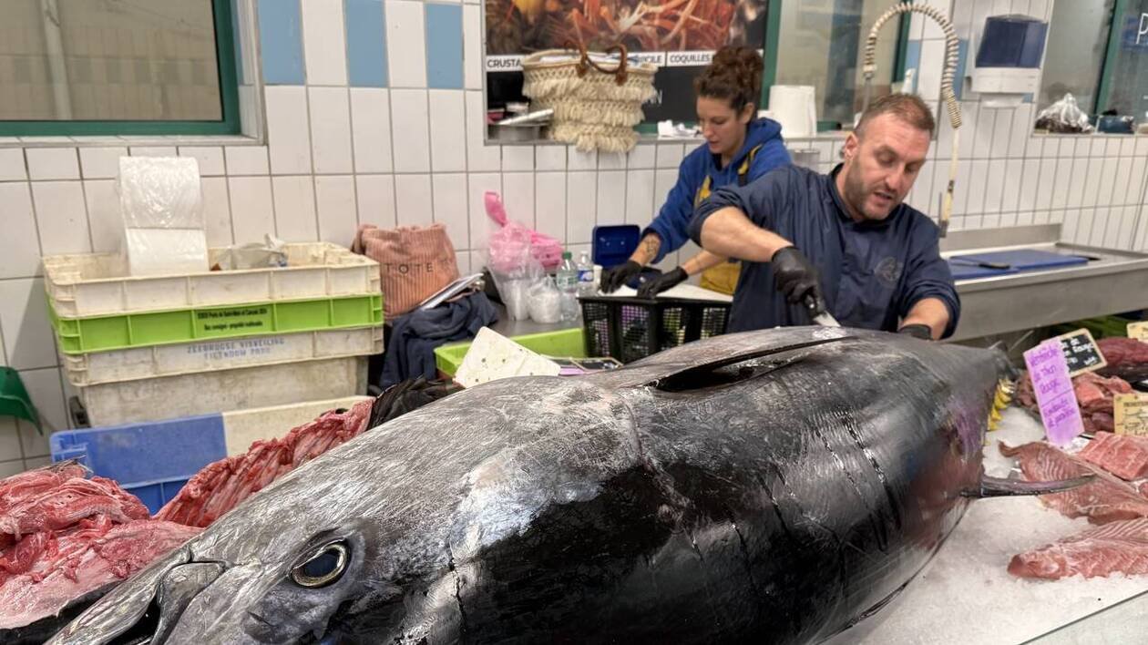 Un thon de 230 kg découpé sur les étals d’une poissonnerie malouine