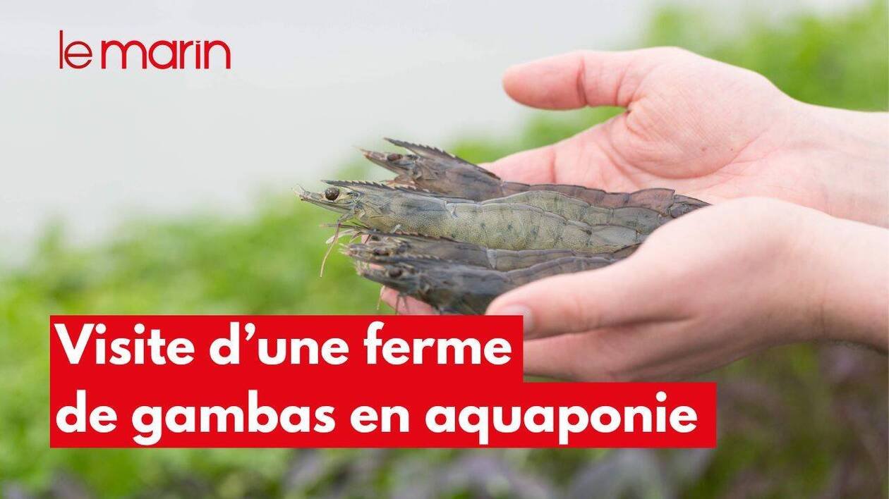 VIDÉO. Visite de la première ferme de gambas à grande échelle en aquaponie de France