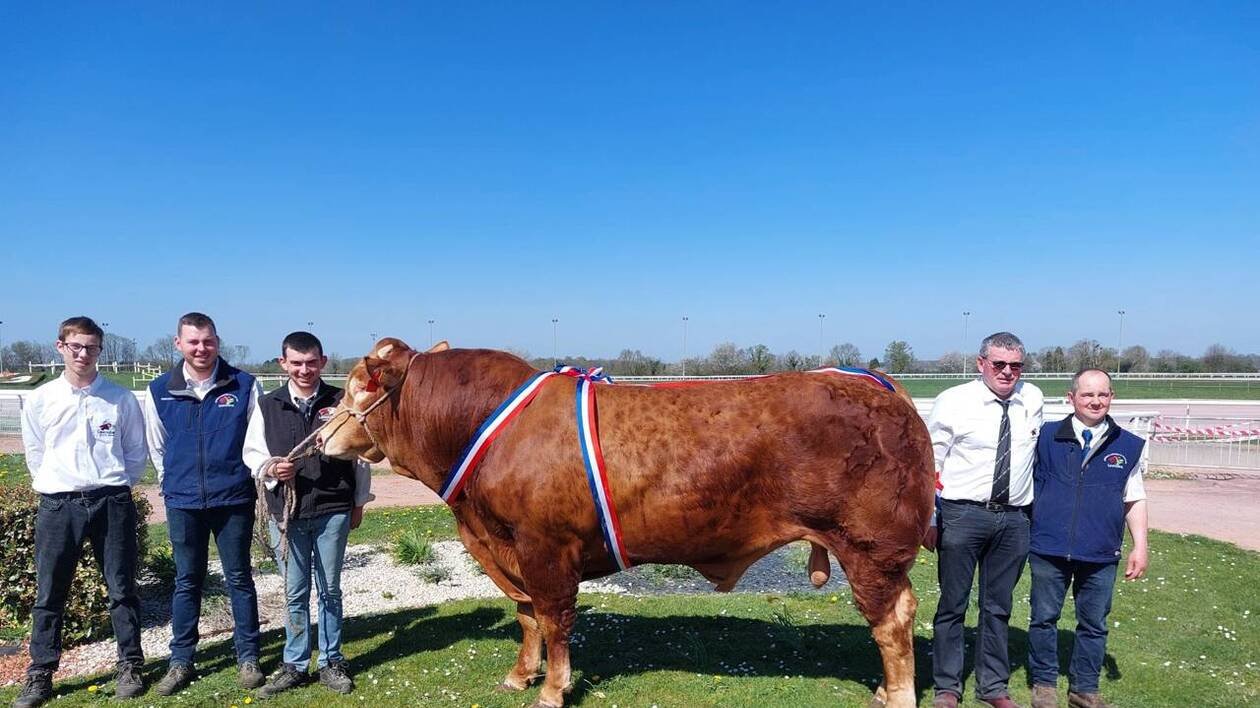 Concours de races bovines : un éleveur de Livarot obtient un prix pour un taureau exceptionnel
