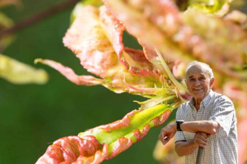 Ce que les anciens jardiniers utilisaient contre la cloque du pêcher… c’est radical et ça marche toujours !