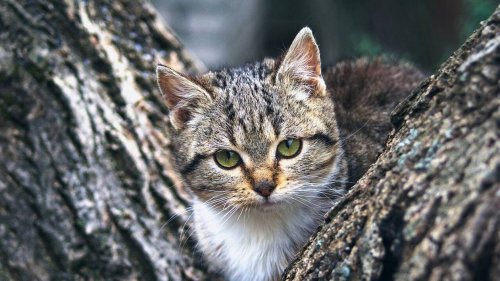 Leur chat disparu depuis 9 jours est retrouvé en haut d’un arbre : « Nous étions en larmes »