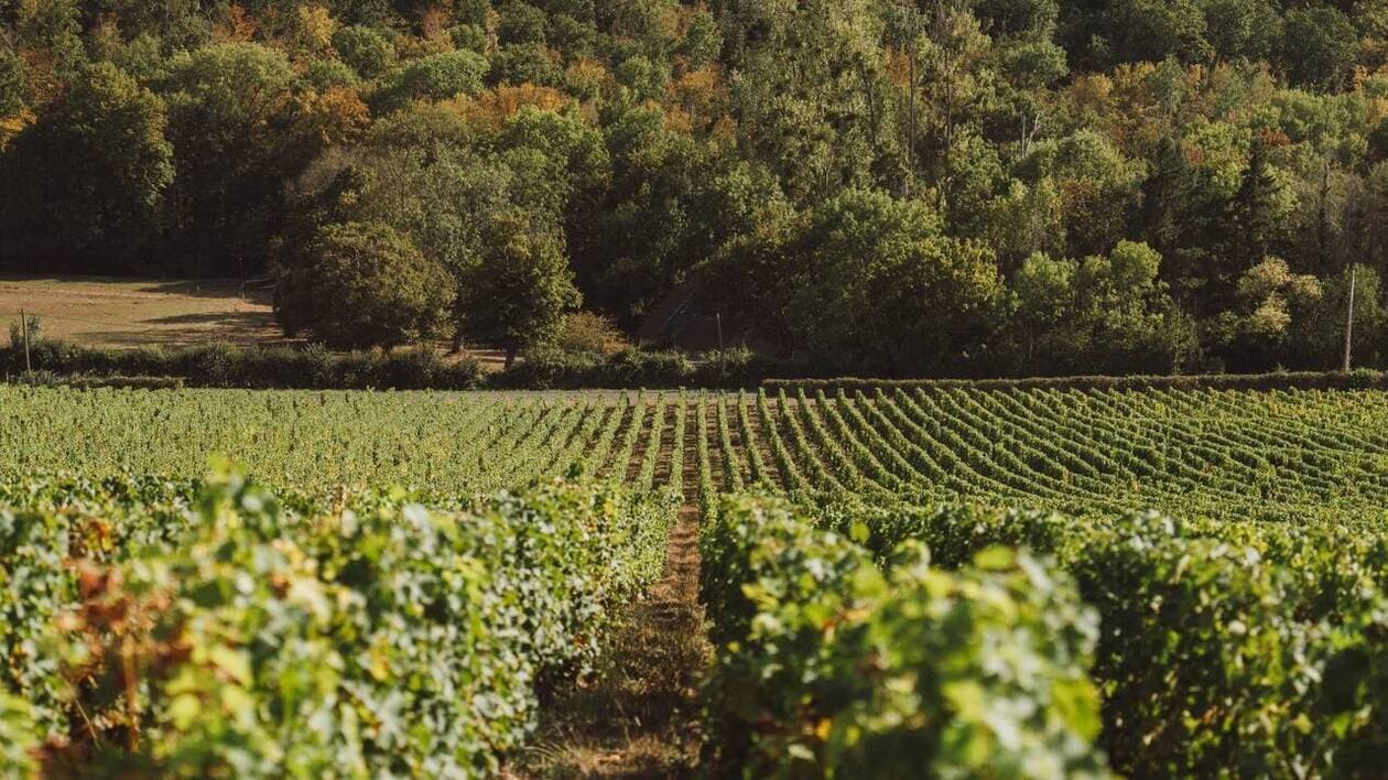 Droits de douane sur les vins: «La situation ne peut en rester là», dit la ministre de l’Agriculture