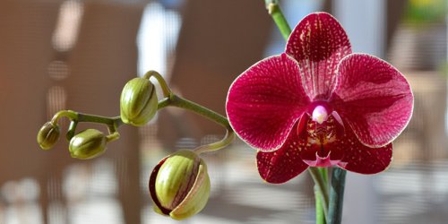 Comment faire refleurir une orchidée que l'on vous a offerte ?