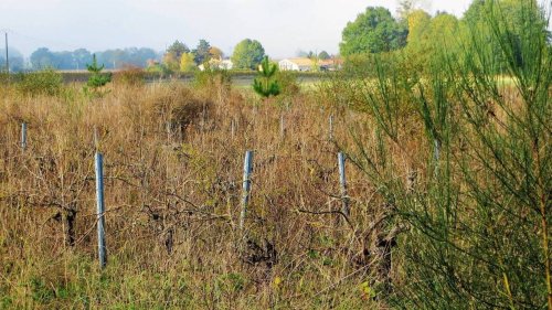 Agriculture : près de 3 millions d’hectares de terres seraient abandonnés en France