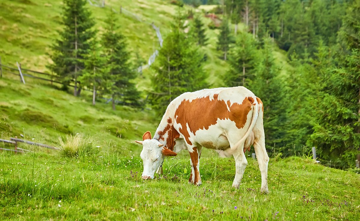 Quelle est la journée type de la vache ? Ne fait-elle que manger ?