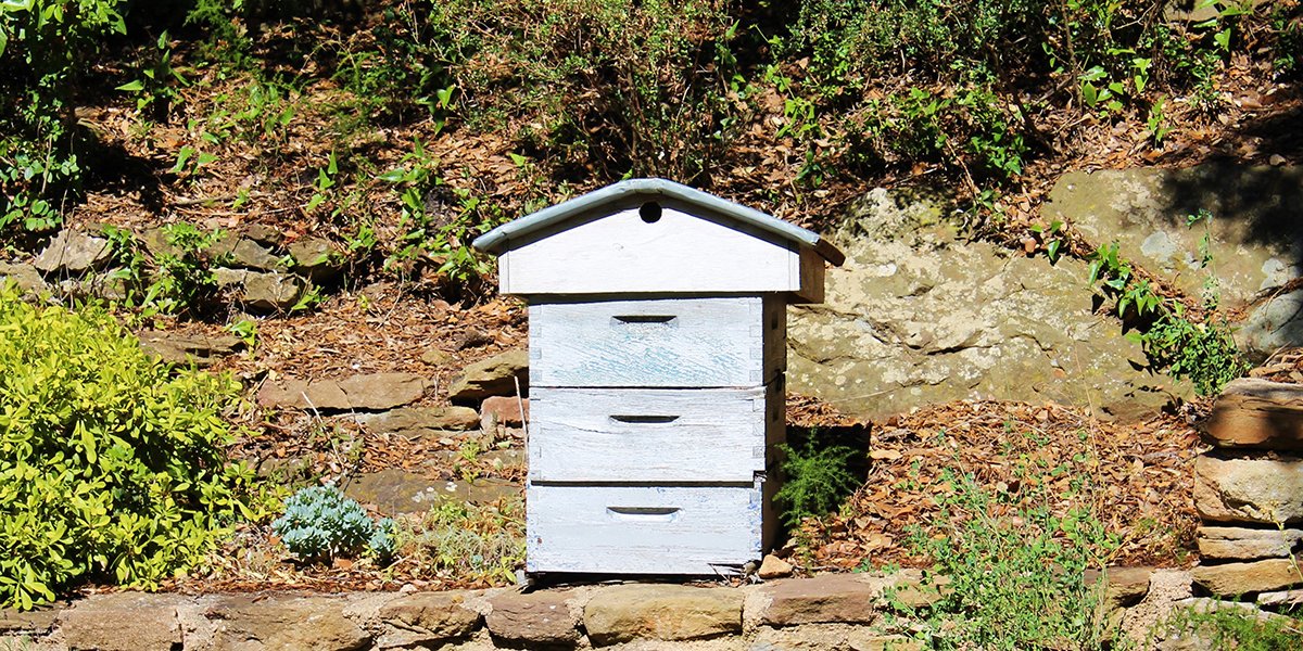 Comment installer une ruche dans son jardin : 12 conseils à suivre !