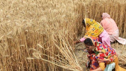 Le G7 critique la décision de l’Inde d’interdire les exportations de blé