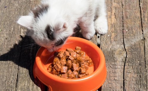 À partir de quel âge donner de la nourriture solide à son chaton ?