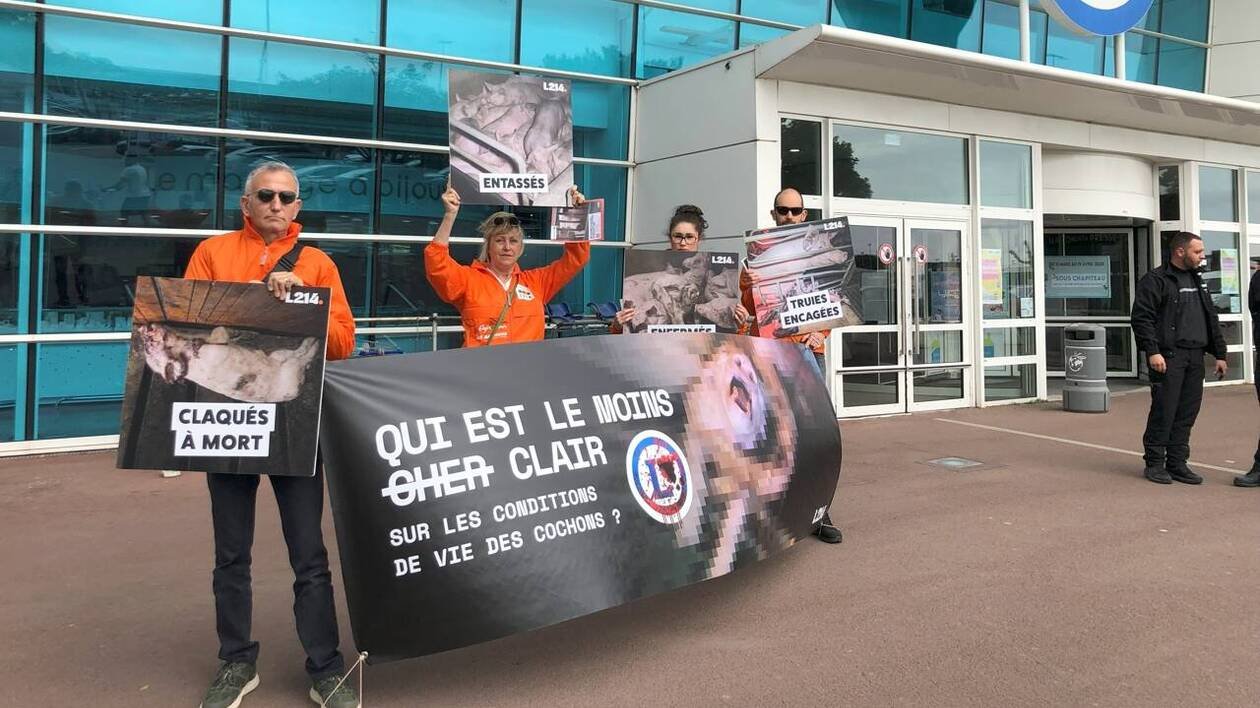 L’association L214 dénonce les conditions d’élevage de cochons devant un supermarché de Vannes
