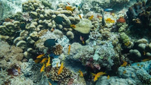 Un récif de coraux géants découvert au large de Tahiti