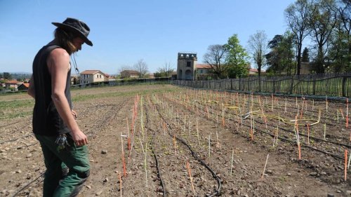 Thym du Piémont, grenadiers d’Iran… Dans le Rhône, ce centre teste des variétés du monde entier