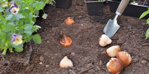 Planter les bulbes d'automne : 6 trucs et astuces