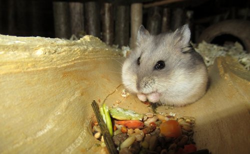 16 aliments toxiques et dangereux pour le hamster