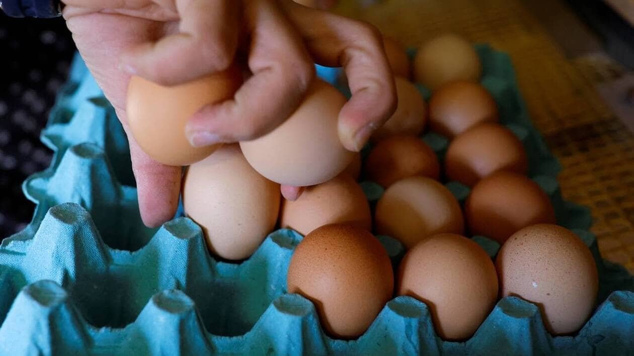 Potentiellement contaminés à la salmonelle, ces œufs ne doivent pas être consommés