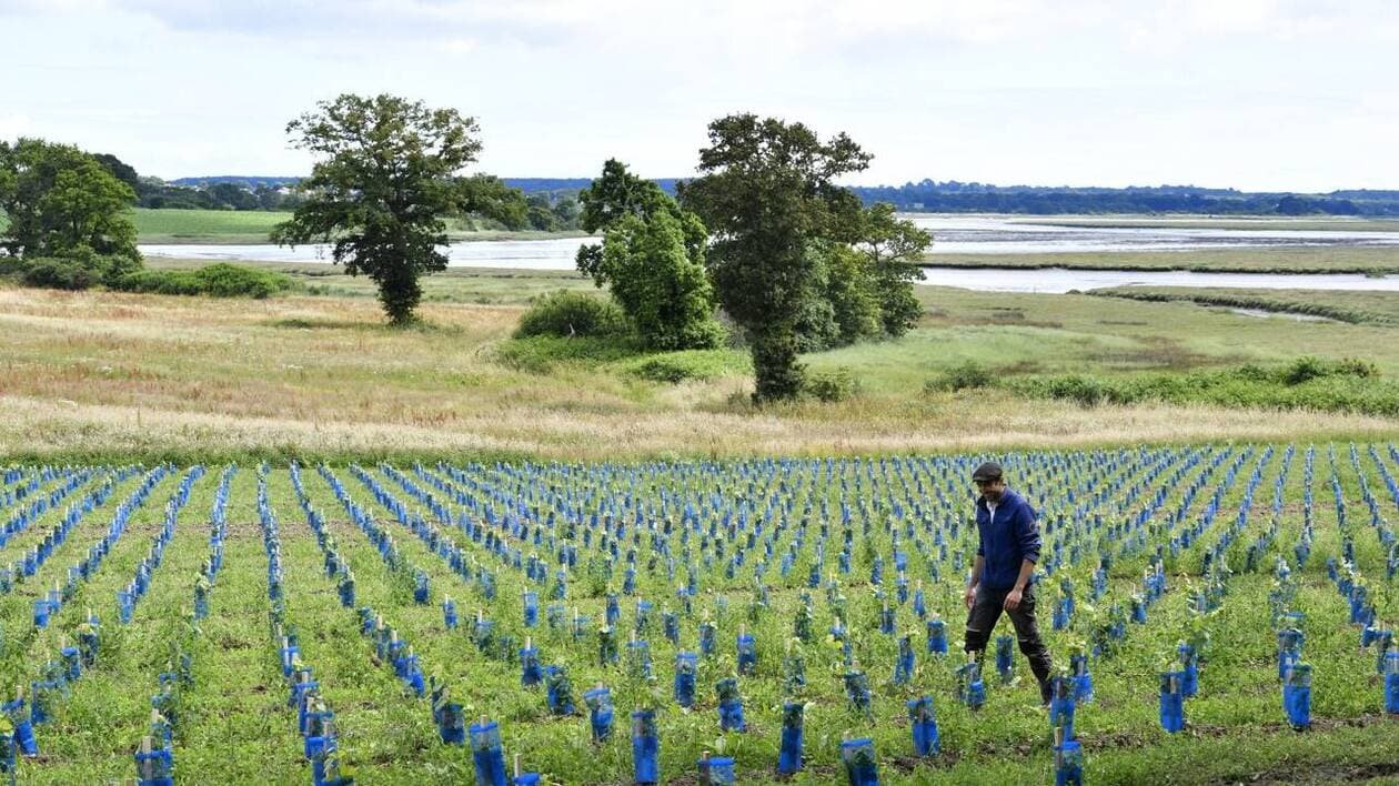 Et si vous déjeuniez au milieu des vignes près de Vannes ?
