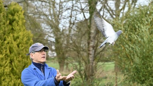 Comment la grippe aviaire a-t-elle également perturbé les pigeons en Pays de la Loire ?