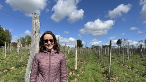 Un nouveau domaine viticole prend racine en Normandie : « Une culture qui s’adapte à l’avenir »