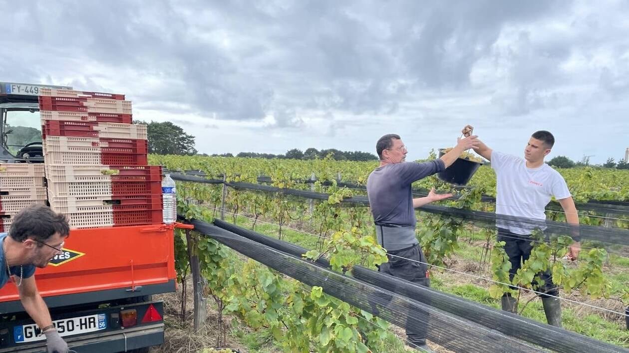 « On me demande déjà des bouteilles » : sur cette île de Bretagne, on fait les premières vendanges