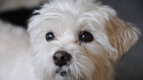 Var. Un chien euthanasié pour une suspicion de rage, ses maîtres déposent une main courante