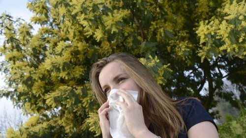 Nez qui coule, yeux larmoyants… Pour les allergiques aux pollens, comment passer la pire saison ?