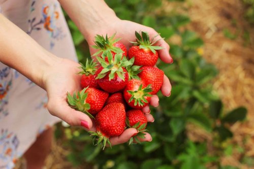 Que ce soit en pot ou au jardin, cette méthode garantit des fraises juteuses et une récolte record !