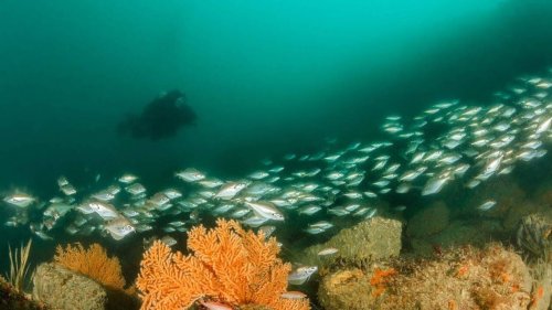EN IMAGES. Où faire de la plongée dans l’Ouest ? Six sites pour admirer les fonds sous-marins