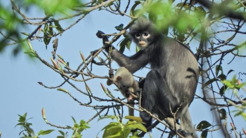 Plus de 200 nouvelles espèces découvertes dans la région du Mékong en 2020