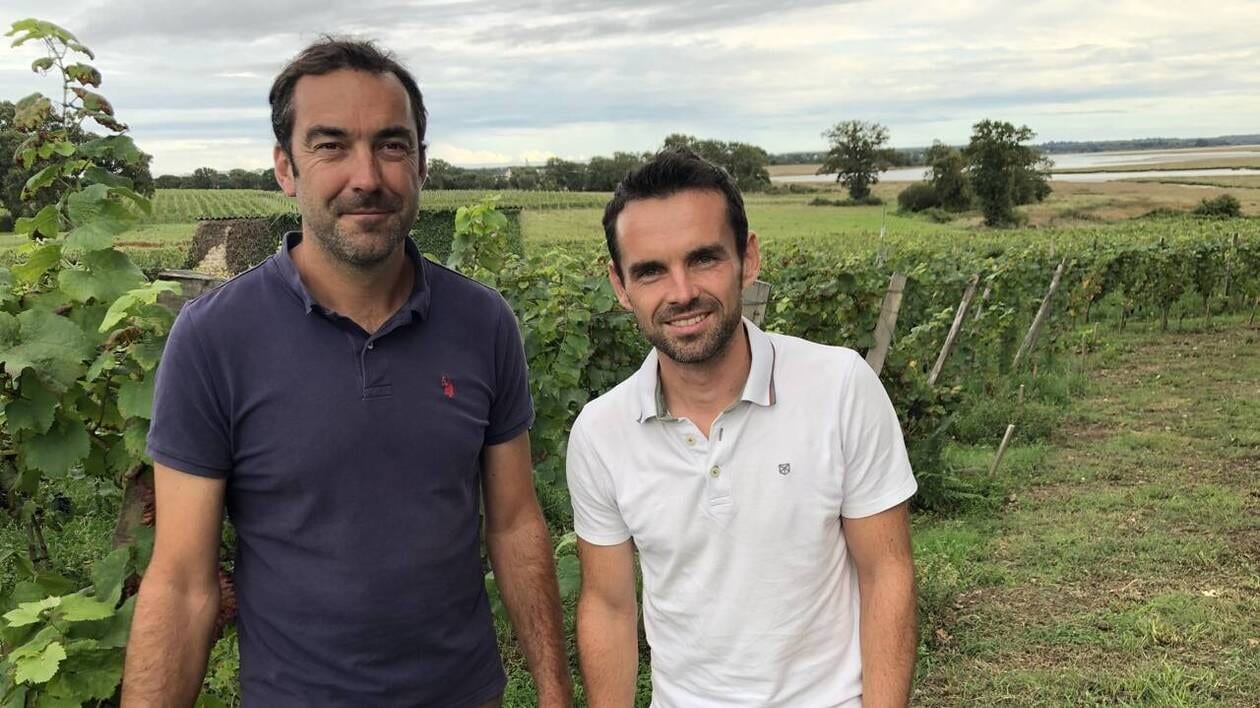 En Bretagne, après un été très chaud, « les vendanges 2025 s’annoncent exceptionnelles »