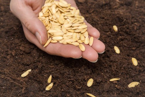 C’est le moment idéal pour planter ce fruit emblématique de la saison d’été : notre guide pas à pas pour réussir
