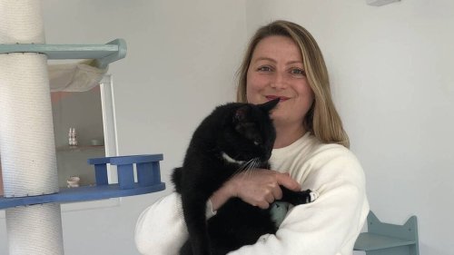 À Lorient, finis les chenils : les félins aussi dorment à l’hôtel