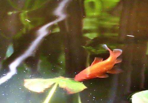 Ce petit poisson discret fait fuir les moustiques de votre récupérateur d’eau sans effort : l’astuce inattendue