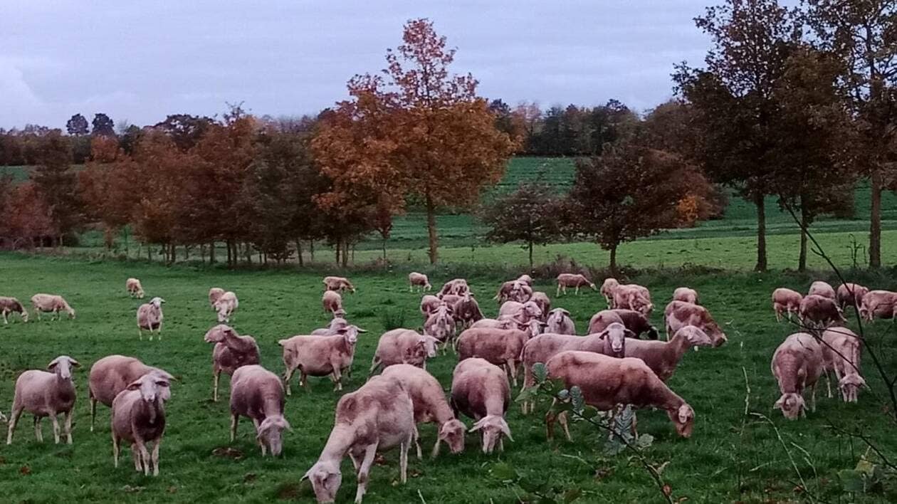 Coupes budgétaires en Pays de la Loire. Les associations de développement agricole inquiètes