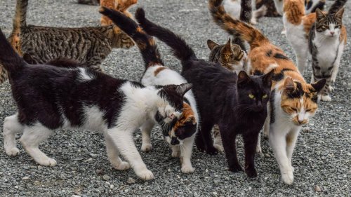 Essonne. Une cinquantaine de chats découverts enfermés dans une cave