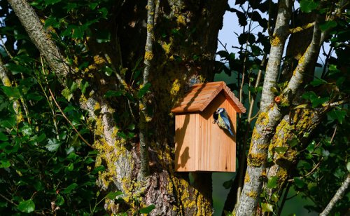 Nichoir pour mésanges : comment le construire ? Où l’installer ?