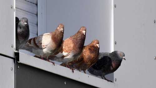 Lorient. Réguler les pigeons sans les tuer ?