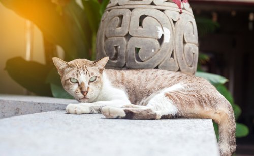 De l'importance du chat dans le bouddhisme : explications !