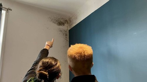 TÉMOIGNAGE. « Un film d’horreur » : face aux moisissures, ces locataires craignent pour leur santé
